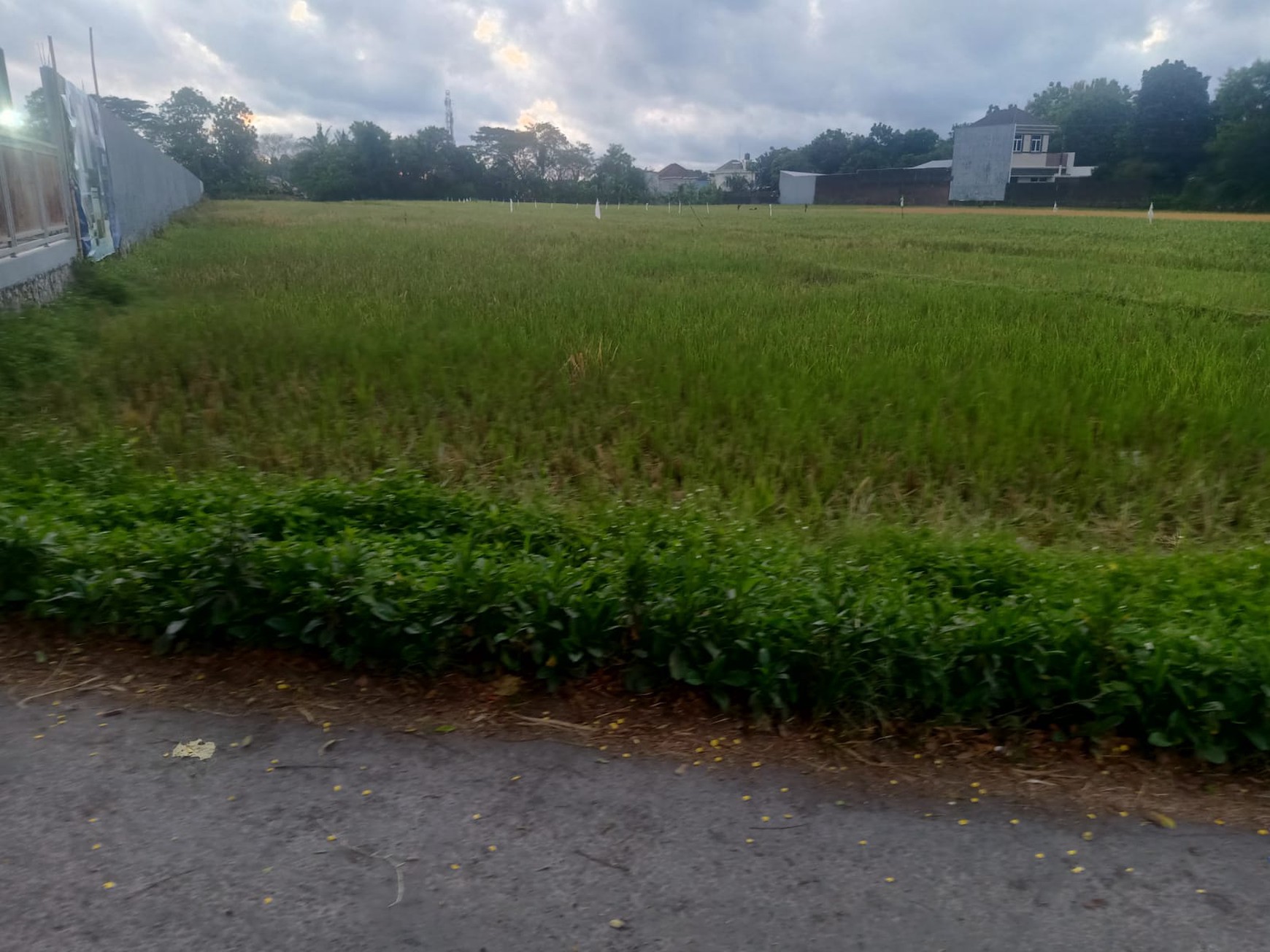 Tanah 3.087 Meter Persegi Cocok Untuk Cafe / Resto / Villa Di Sendangadi Sleman