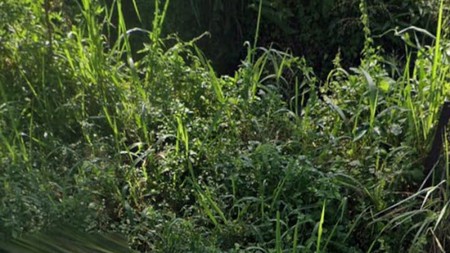 Di Jual Tanah di Candi Rejo, Pakem, Sleman Jogjakarta 