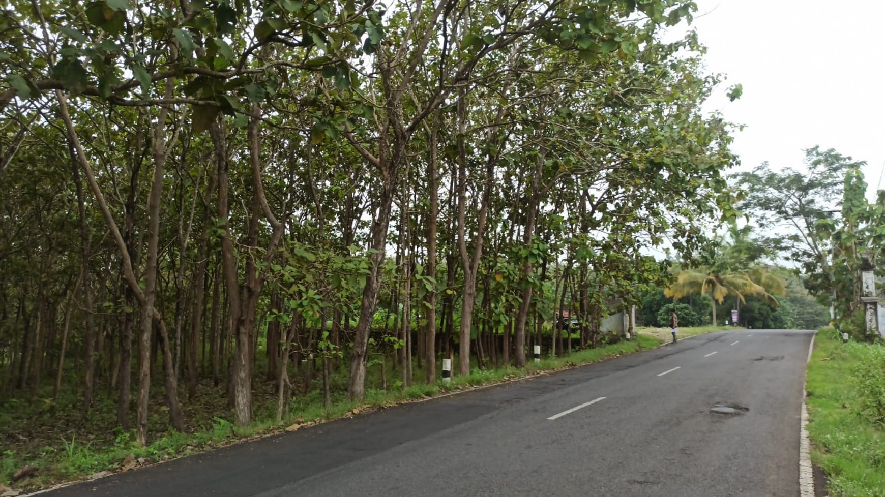 Tanah 1899 Meter Persegi Lokasi Dekat Pantai Baron Wonosari Gunung Kidul