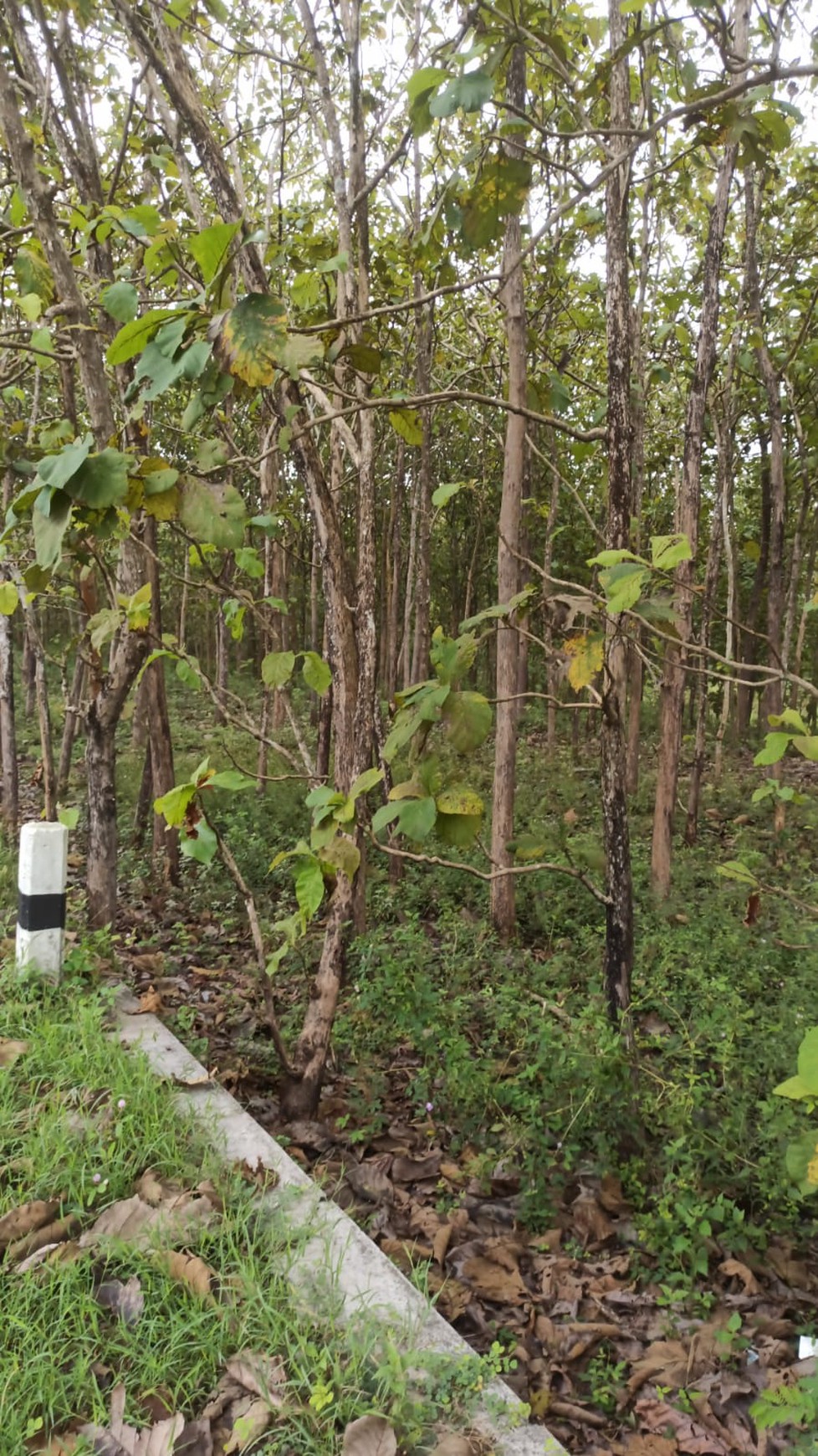 Tanah 1899 Meter Persegi Lokasi Dekat Pantai Baron Wonosari Gunung Kidul