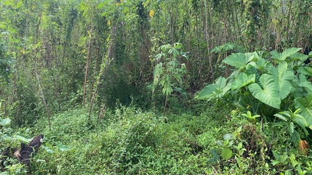 Tanah 1683 Meter Lokasi Dekat Pasar Turi Pakem Sleman
