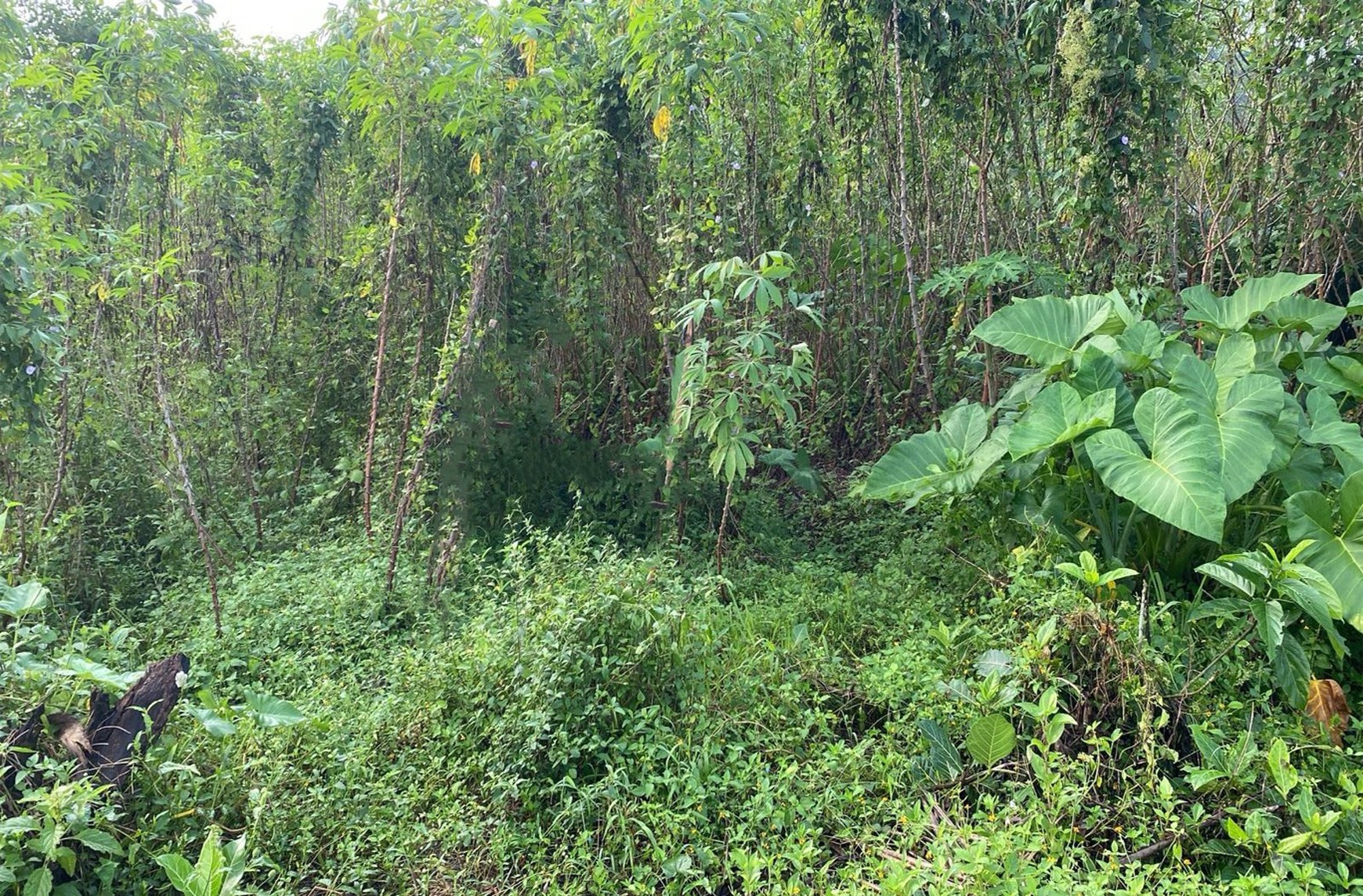 Tanah 1683 Meter Lokasi Dekat Pasar Turi Pakem Sleman