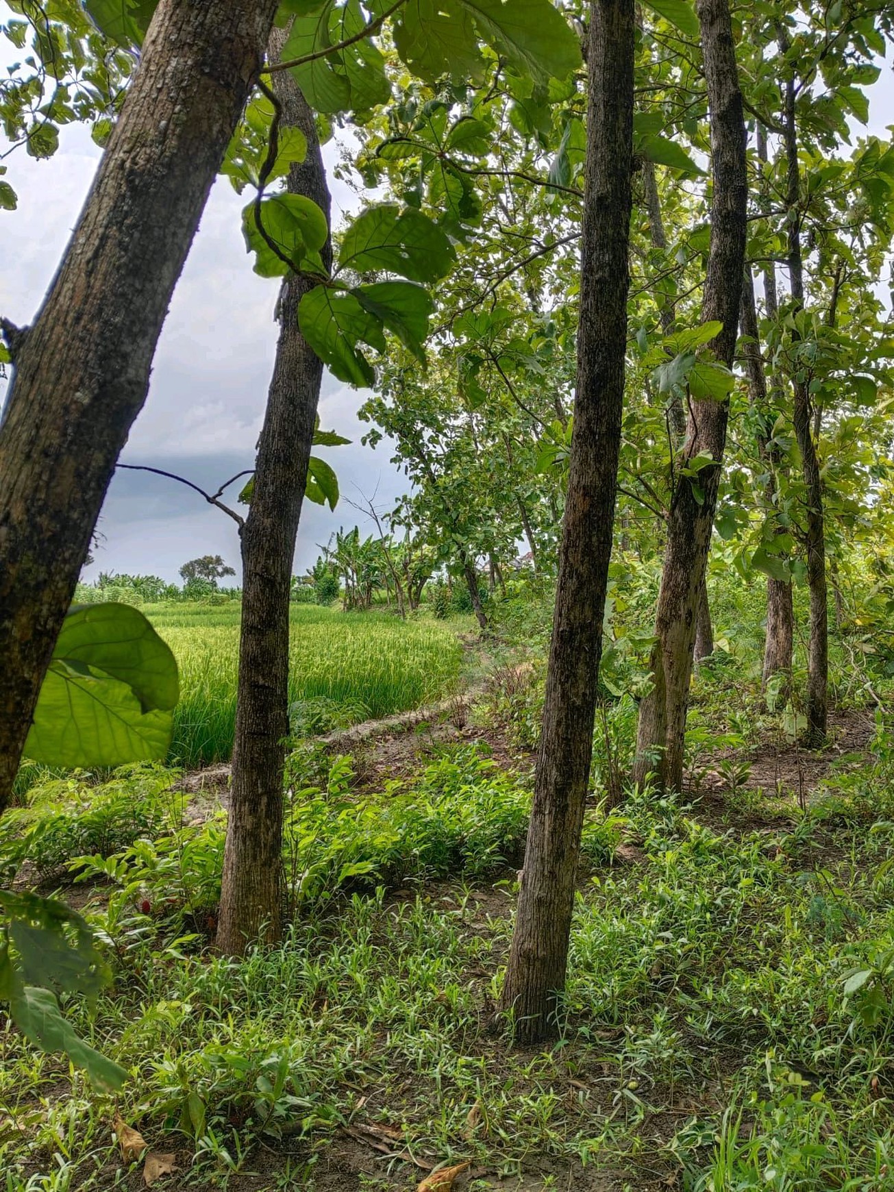 Dijual Tanah di Lamongan