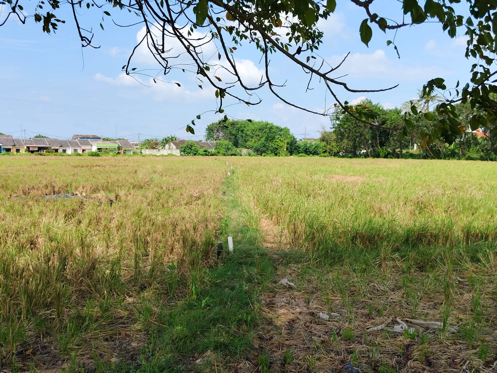 Kavling Kp. Bulak Bunut, Karang Sambung, Cikarang Utara