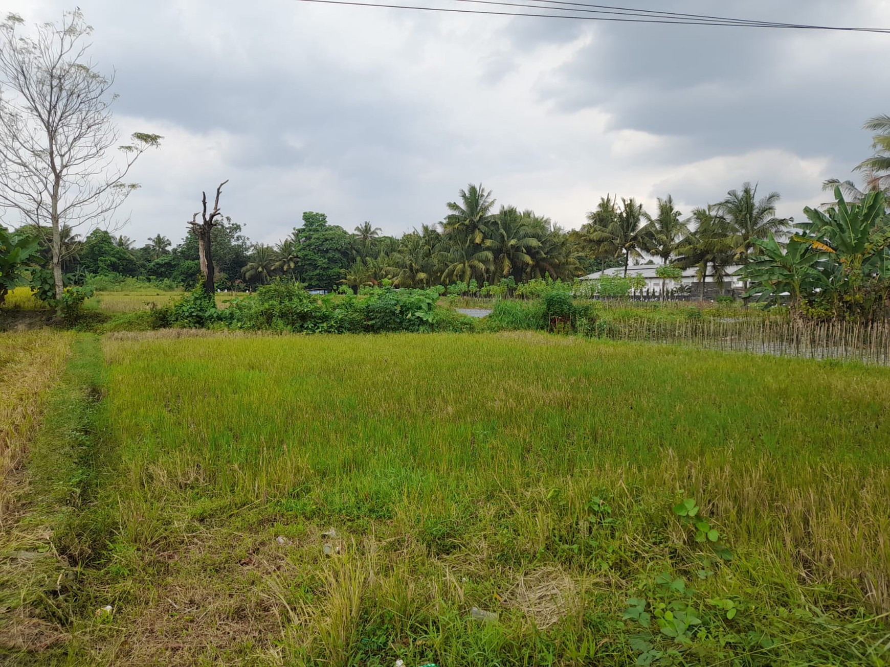 Tanah Luas 2928 Meter Persegi Lokasi Strategis di Jalan Turi Sleman 
