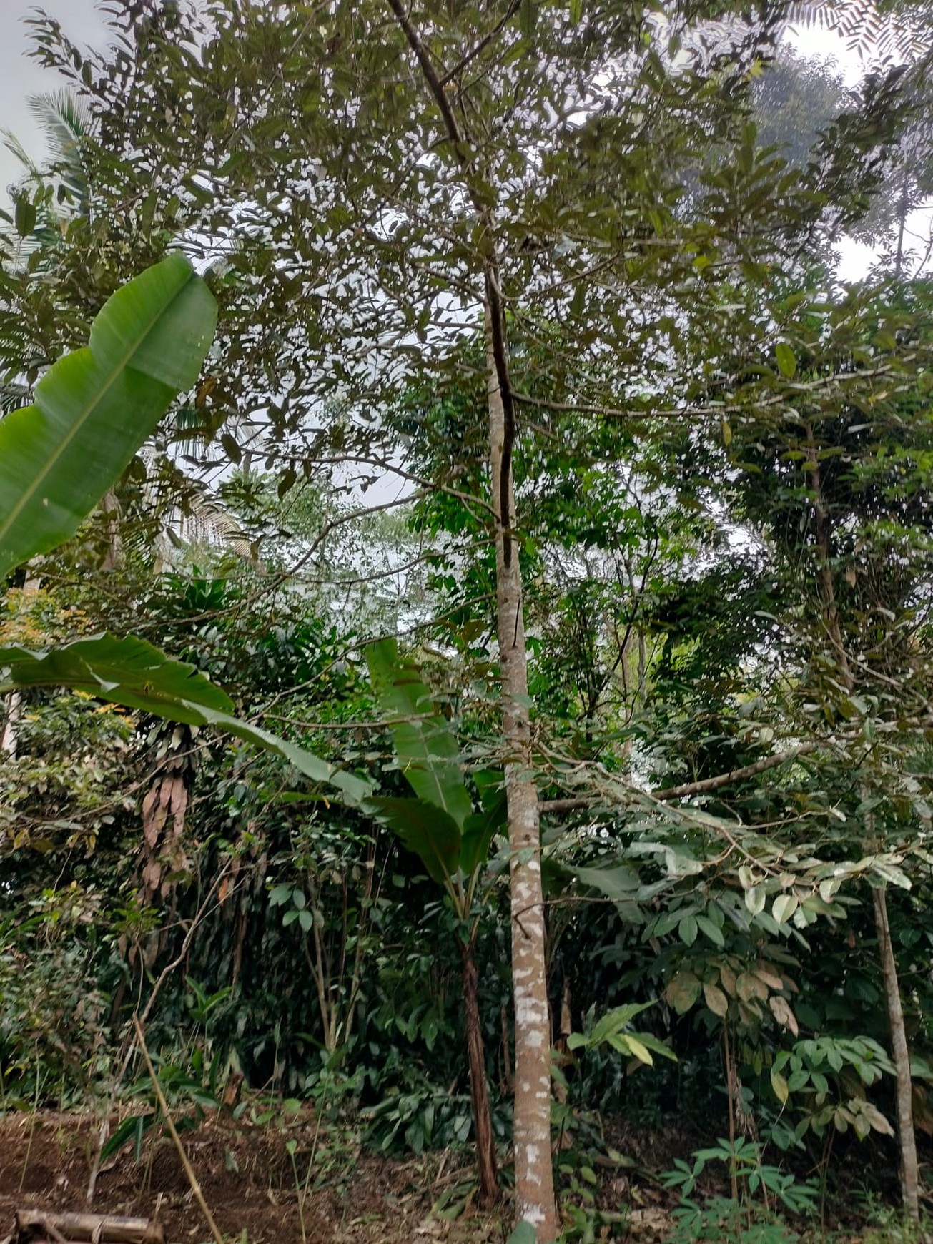 TANAH DI WANAYASA PURWAKARTA COCOK DAN BAGUS UNTUK PERUMAHAN,VILLA/RESORT DAN AREA GLAMPING DAN DIKELILINGI SUASANA ALAM YANG SEJUK