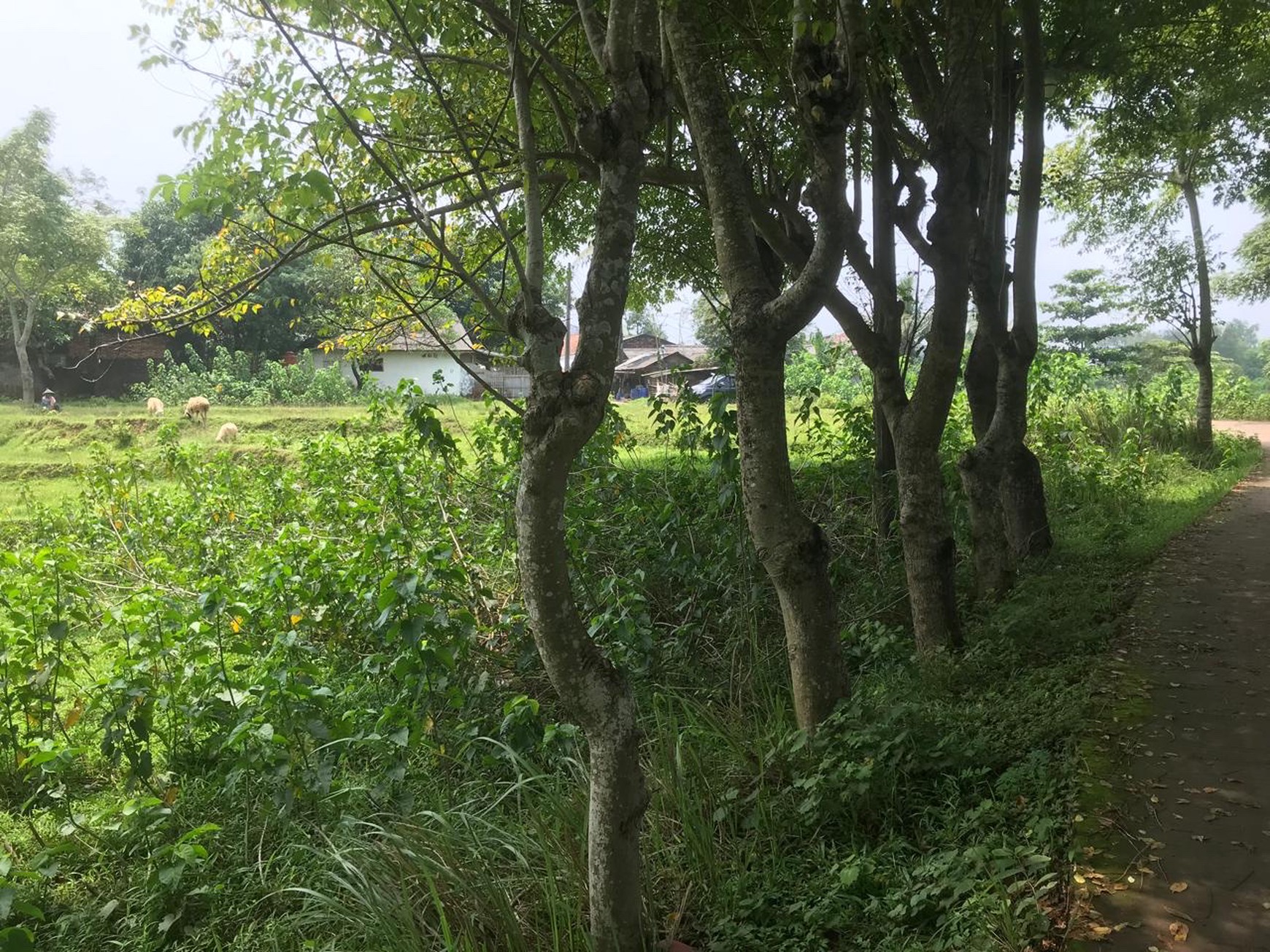 Tanah Cilangkara Cikarang