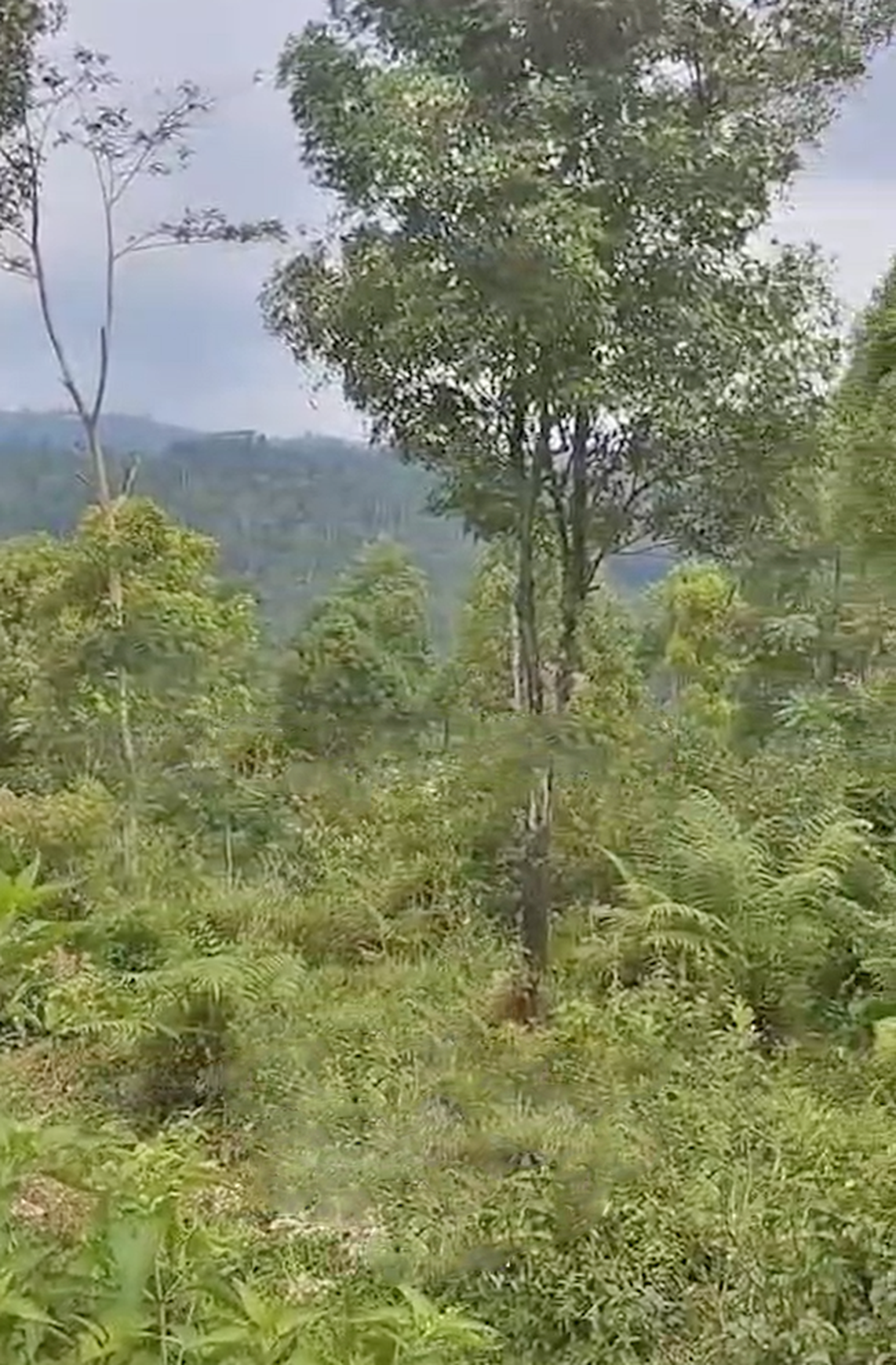 Tanah Luas 6Ha di Kabupaten Kendal Jawa Tengah