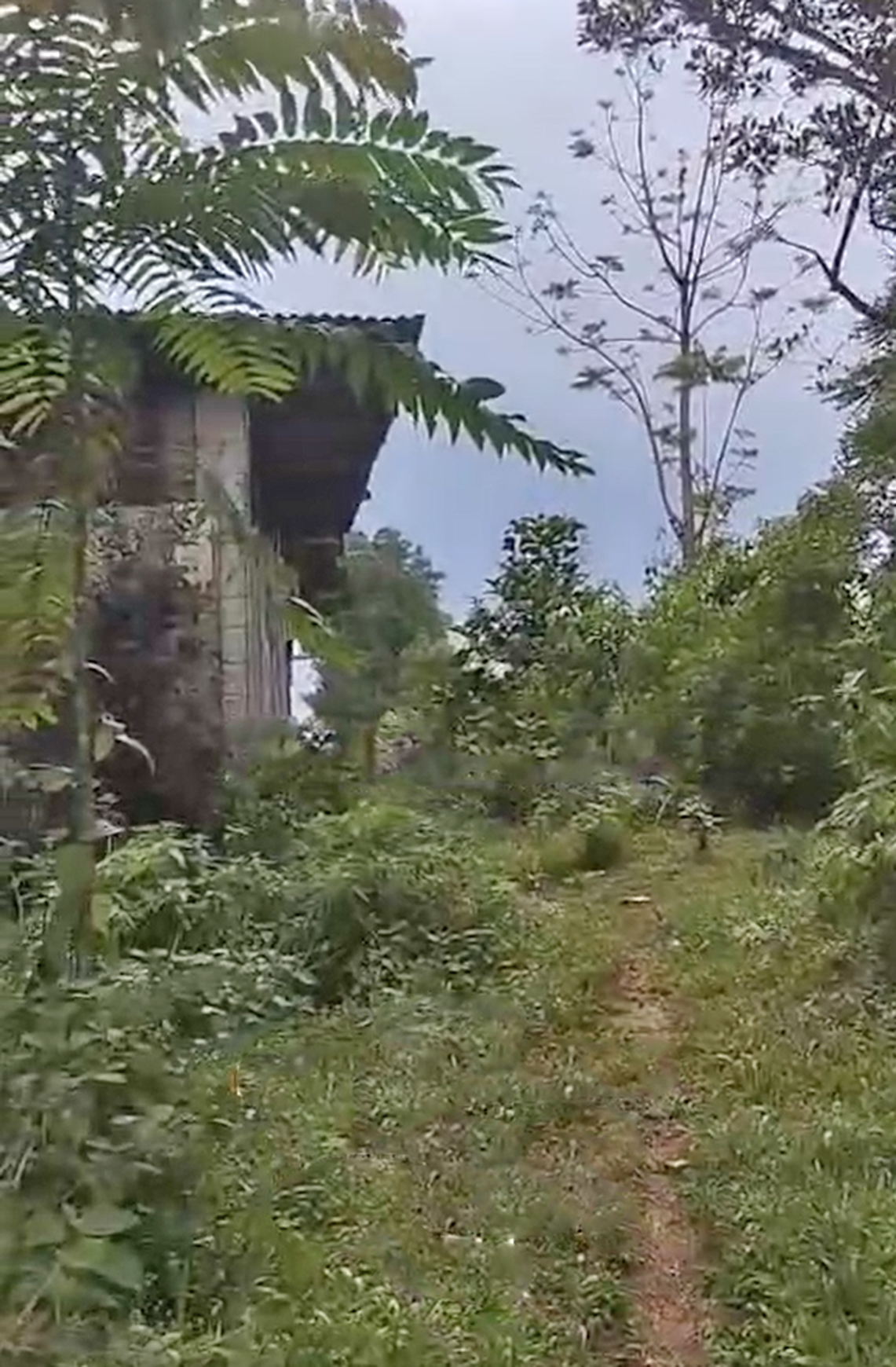 Tanah Luas 6Ha di Kabupaten Kendal Jawa Tengah