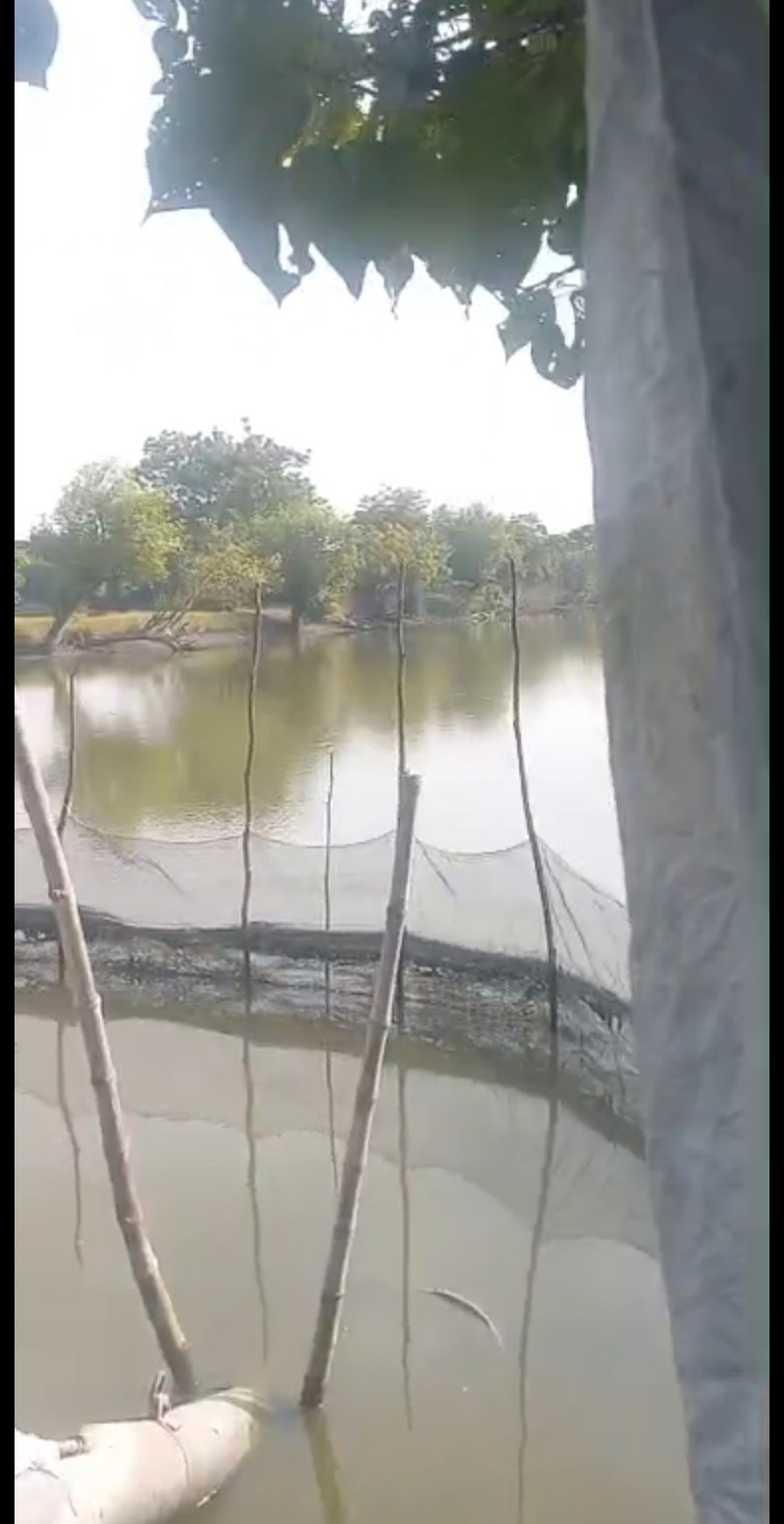 Murah Dijual 6 Ha Tanah Tambak Udang Kec. Jabon Sidoarjo Jawa Timur