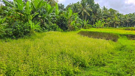 TANAH KAVLING DI TEGALLALANG, UBUD, BALI, VIEW TERBAIK TERASERING