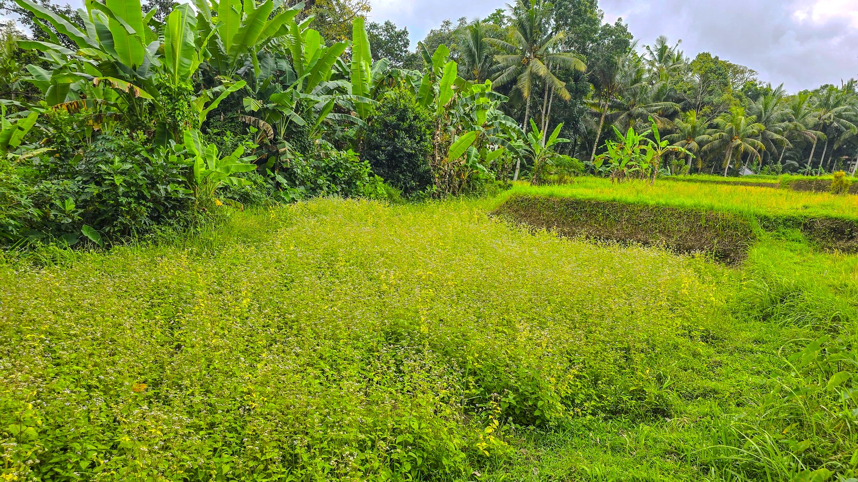 TANAH KAVLING DI TEGALLALANG, UBUD, BALI, VIEW TERBAIK TERASERING