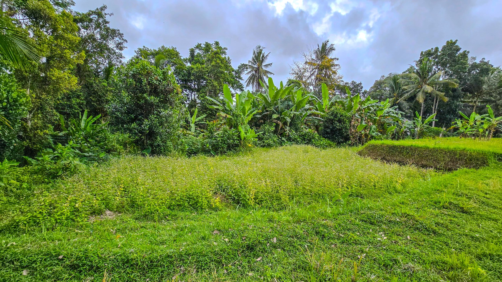 TANAH KAVLING DI TEGALLALANG, UBUD, BALI, VIEW TERBAIK TERASERING