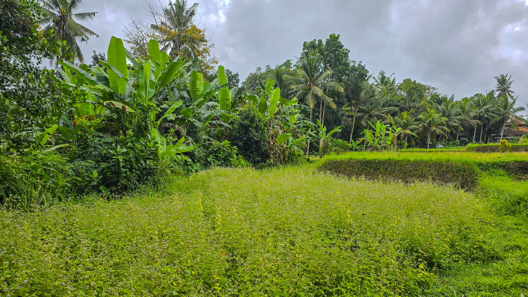 TANAH KAVLING DI TEGALLALANG, UBUD, BALI, VIEW TERBAIK TERASERING