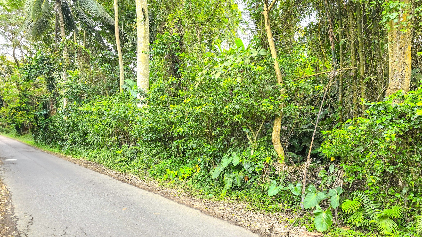 TANAH KAVLING DI TEGALLALANG, UBUD, BALI, VIEW TERBAIK TERASERING