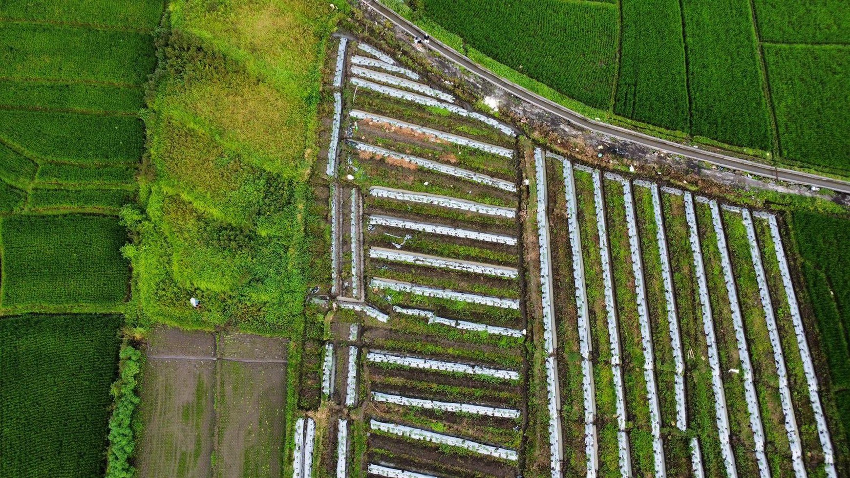 leasehold -Land in Munggu,Seseh