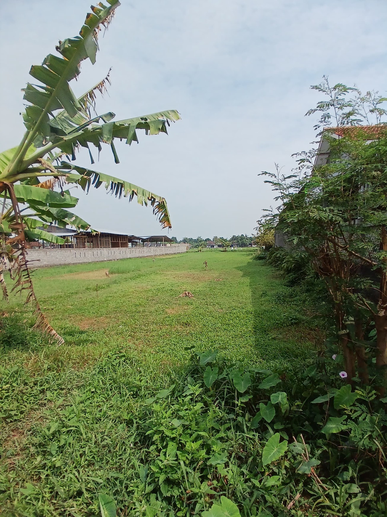 Tanah Sawah 628 Meter Persegi Lokasi SMAN 1 Jetis Bantul