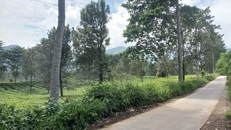Kavling 1,2Ha cocok untuk Villa/Hotel di Puncak Bogor