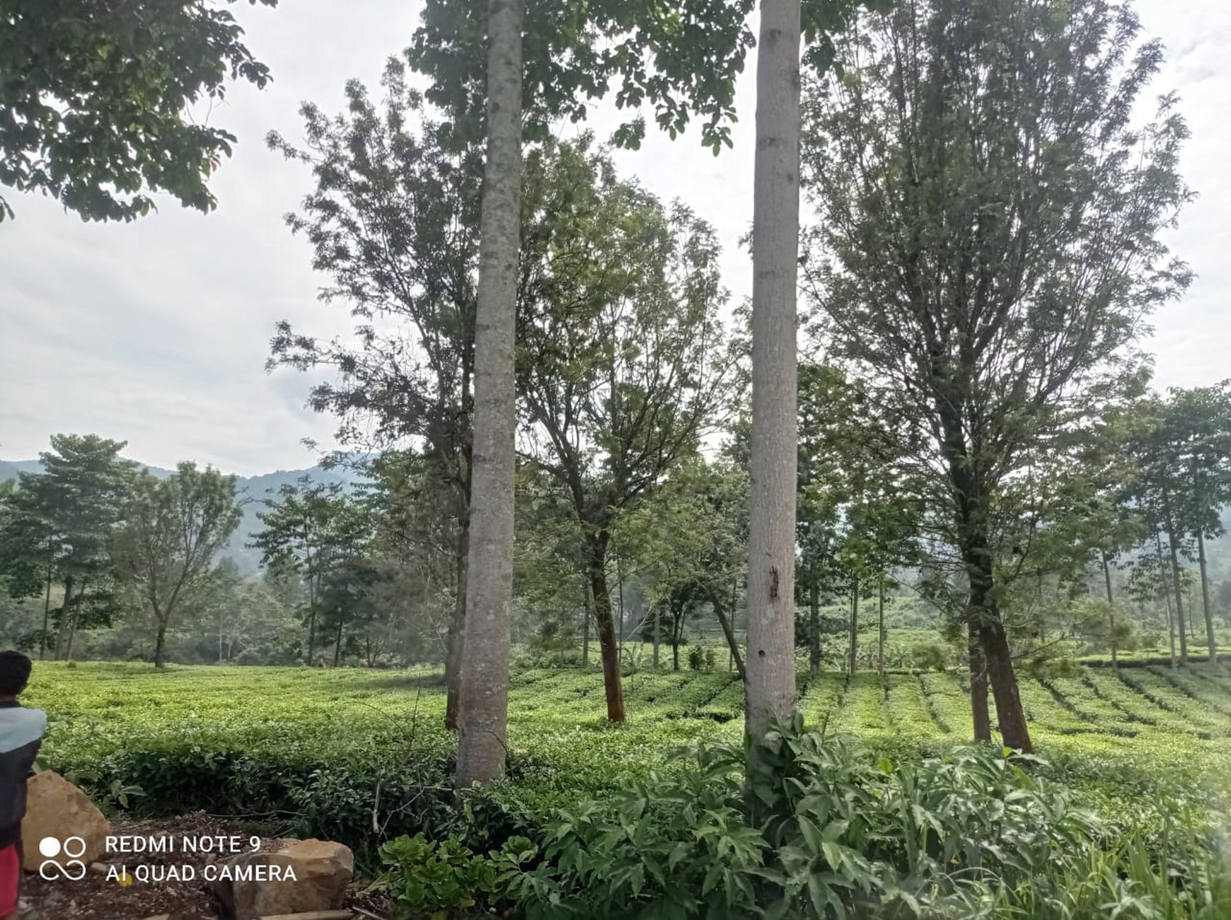Kavling 1,2Ha cocok untuk Villa/Hotel di Puncak Bogor