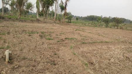 Tanah Kavling Industri di Tigaraksa Tangerang Dijual dengan Harga 300rb/m 