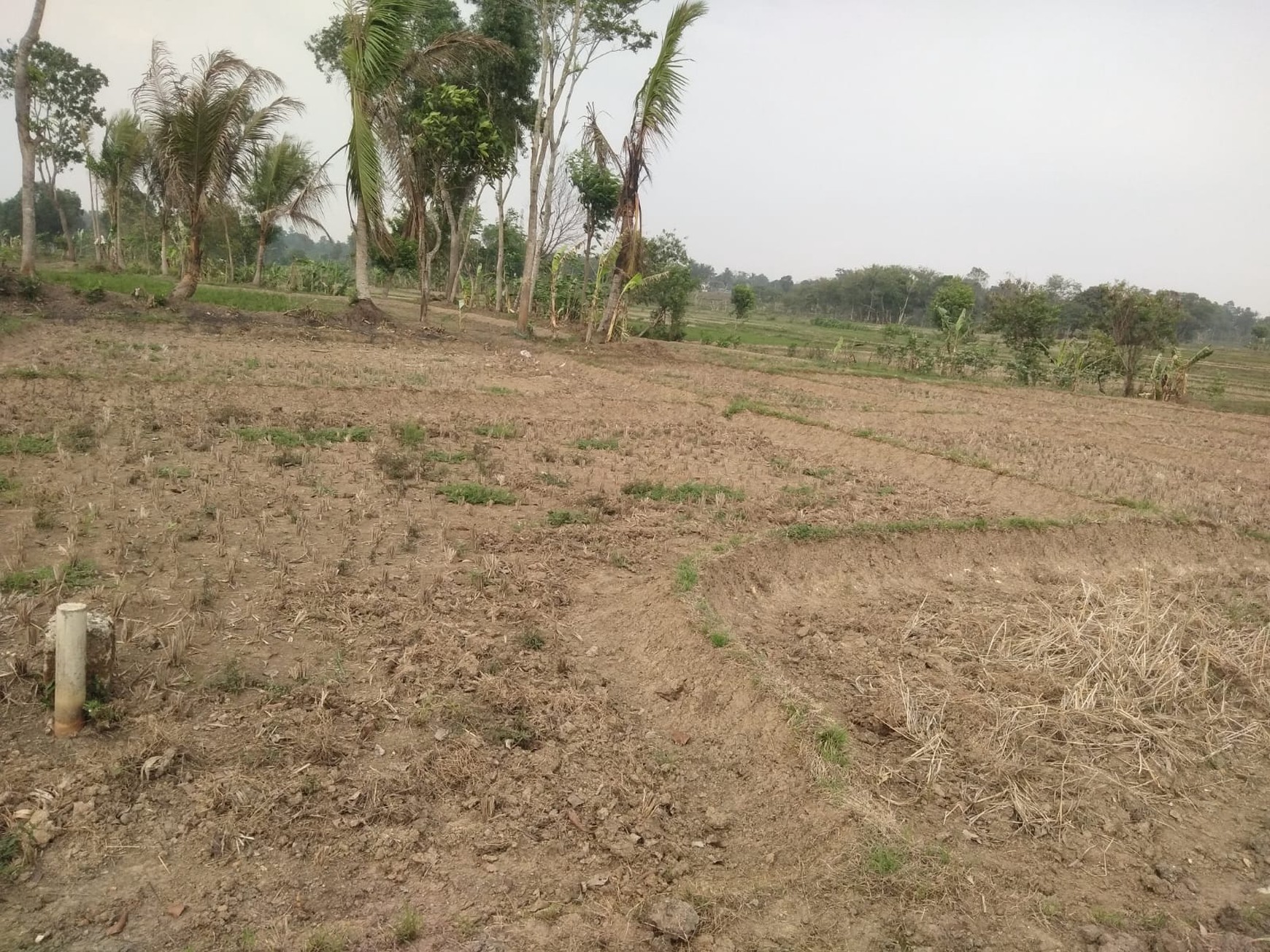 Tanah Kavling Industri di Tigaraksa Tangerang Dijual dengan Harga 300rb/m 