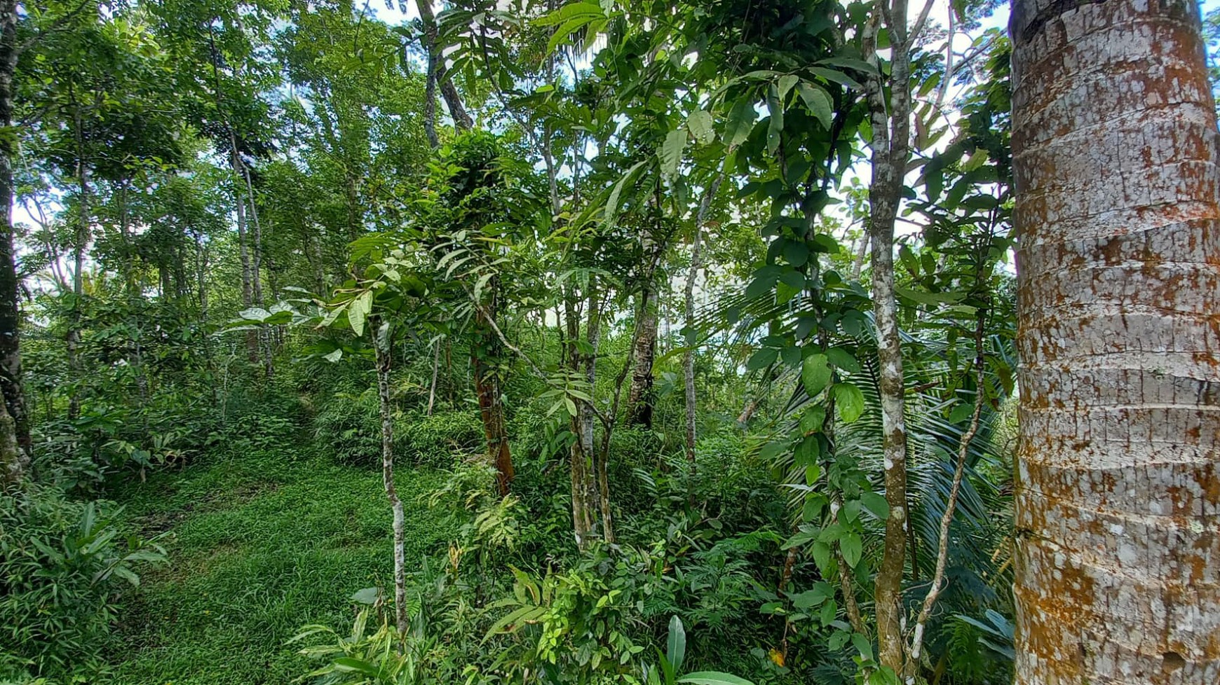 Tanah Pekarangan 4875 Meter Persegi Diarea Wisata Kulonprogo