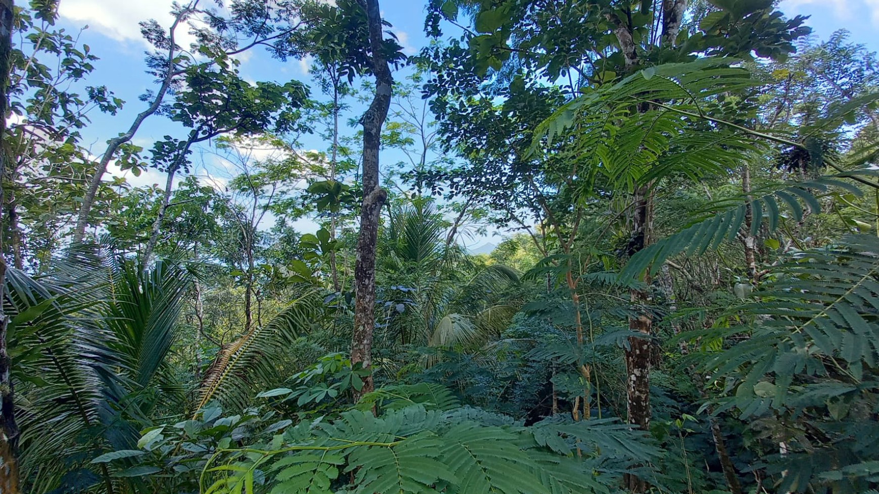 Tanah Pekarangan 4875 Meter Persegi Diarea Wisata Kulonprogo