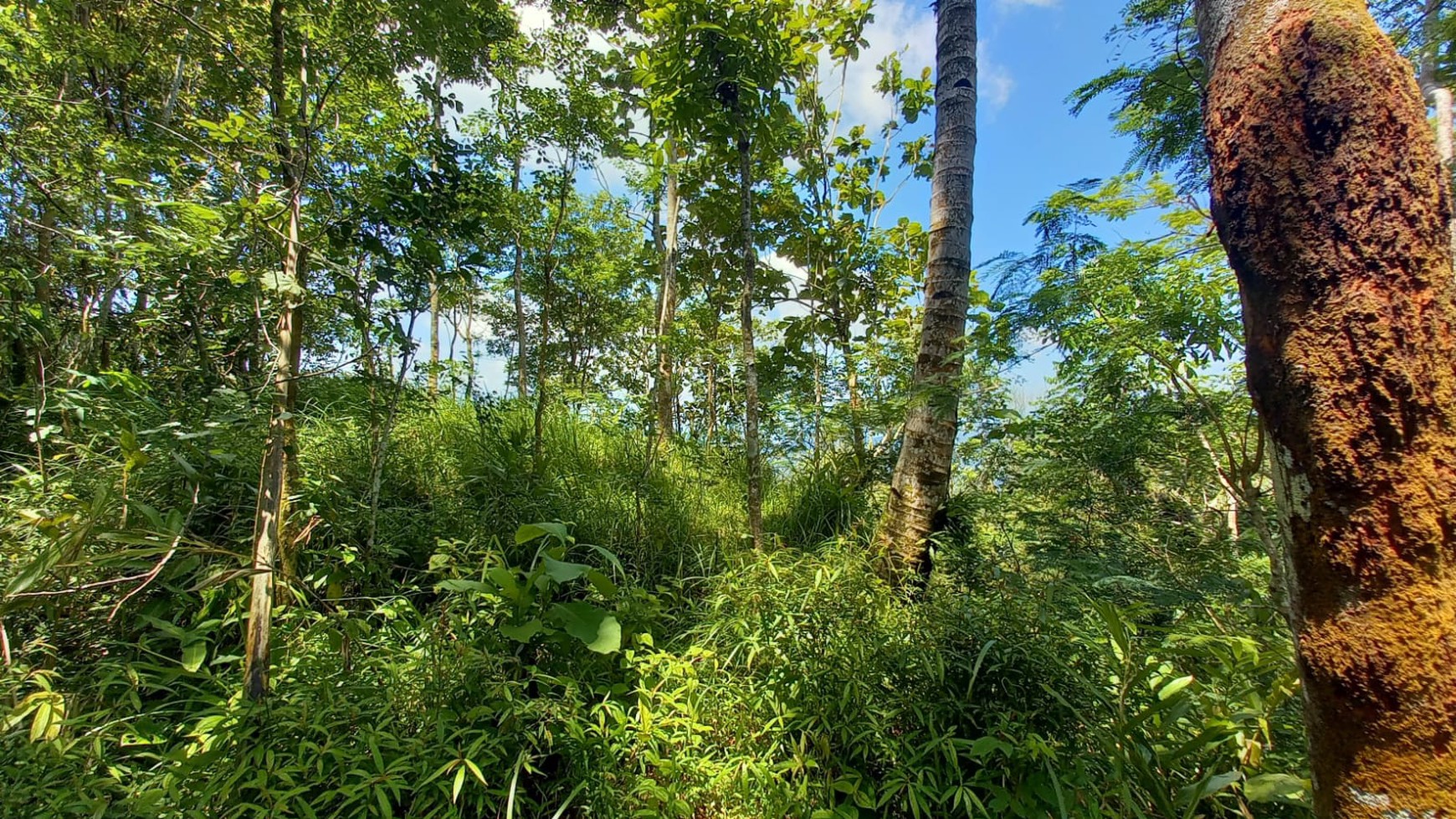 Tanah Pekarangan 4875 Meter Persegi Diarea Wisata Kulonprogo