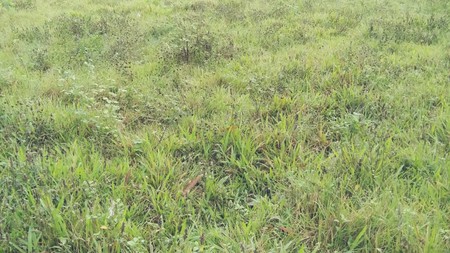 Dijual Tanah Indistri cocok untuk Pabrik atau Gudang diKawasan Sempur Panongan dijual dengan Harga Menarik