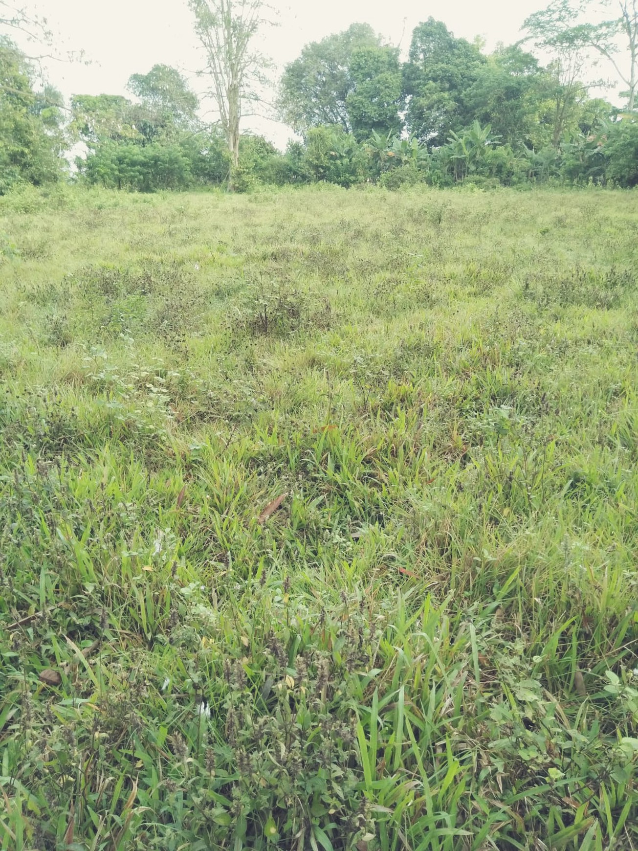 Dijual Tanah Indistri cocok untuk Pabrik atau Gudang diKawasan Sempur Panongan dijual dengan Harga Menarik