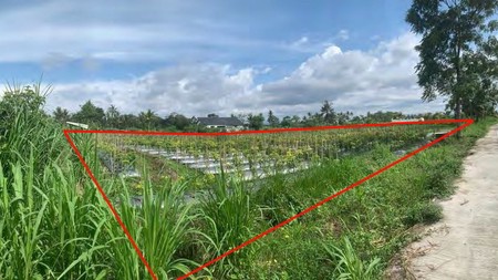 Tanah Sawah 4520 Meter Persegi, Cocok Untuk Pertanian Ataupun Perternakan, Umbulmartani Ngemplak Sleman