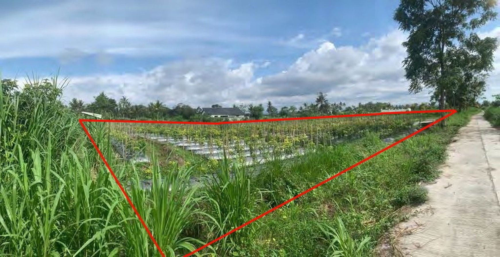 Tanah Sawah 4520 Meter Persegi, Cocok Untuk Pertanian Ataupun Perternakan, Umbulmartani Ngemplak Sleman