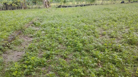 Tanah Luas 429 Meter Persegi Lokasi Strategis Dekat dari Jalan Palagan Ngaglik Sleman