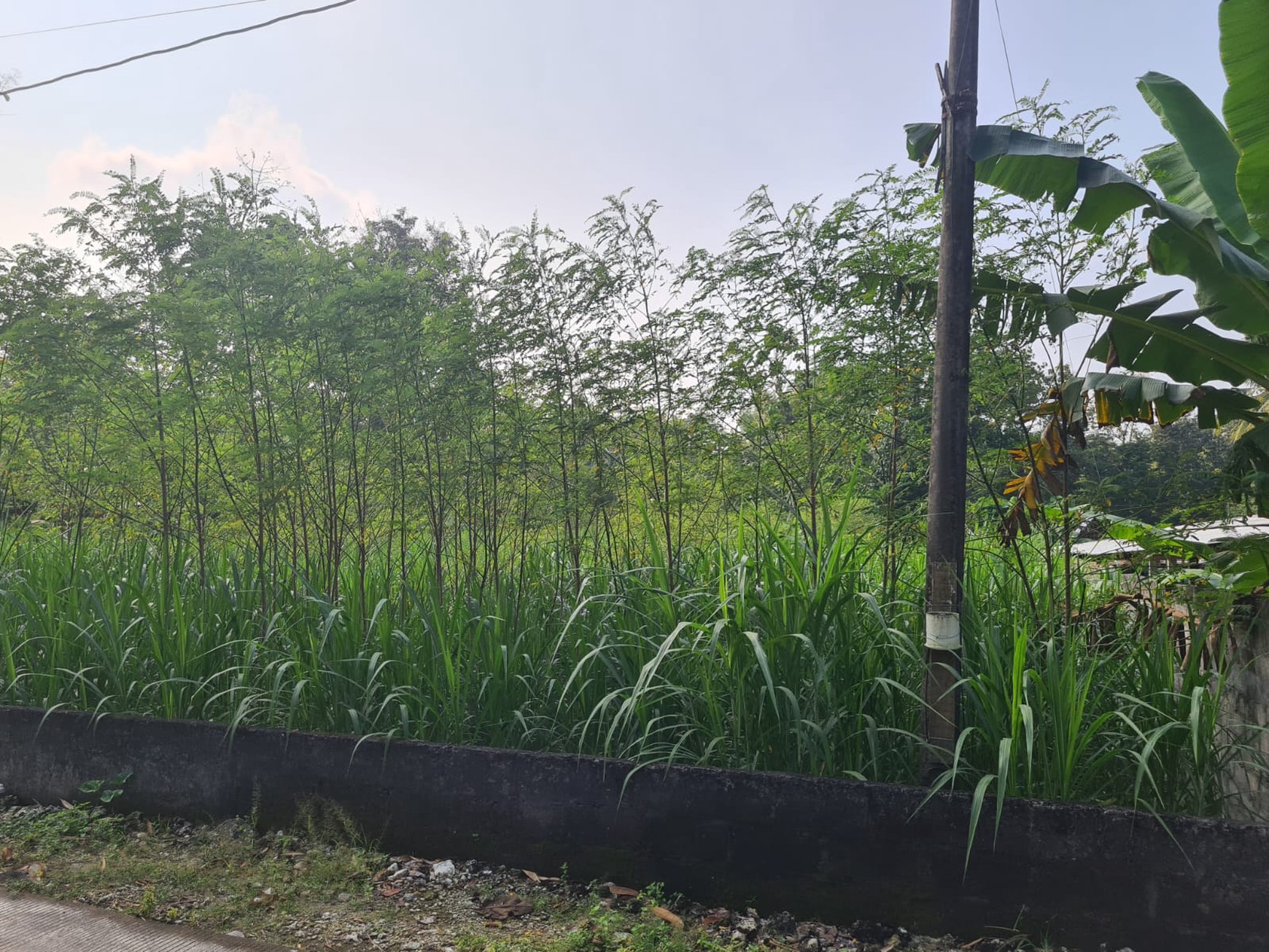 Tanah 956 Meter Persegi Dekat Pusat Kota Wonosari, Gunungkidul