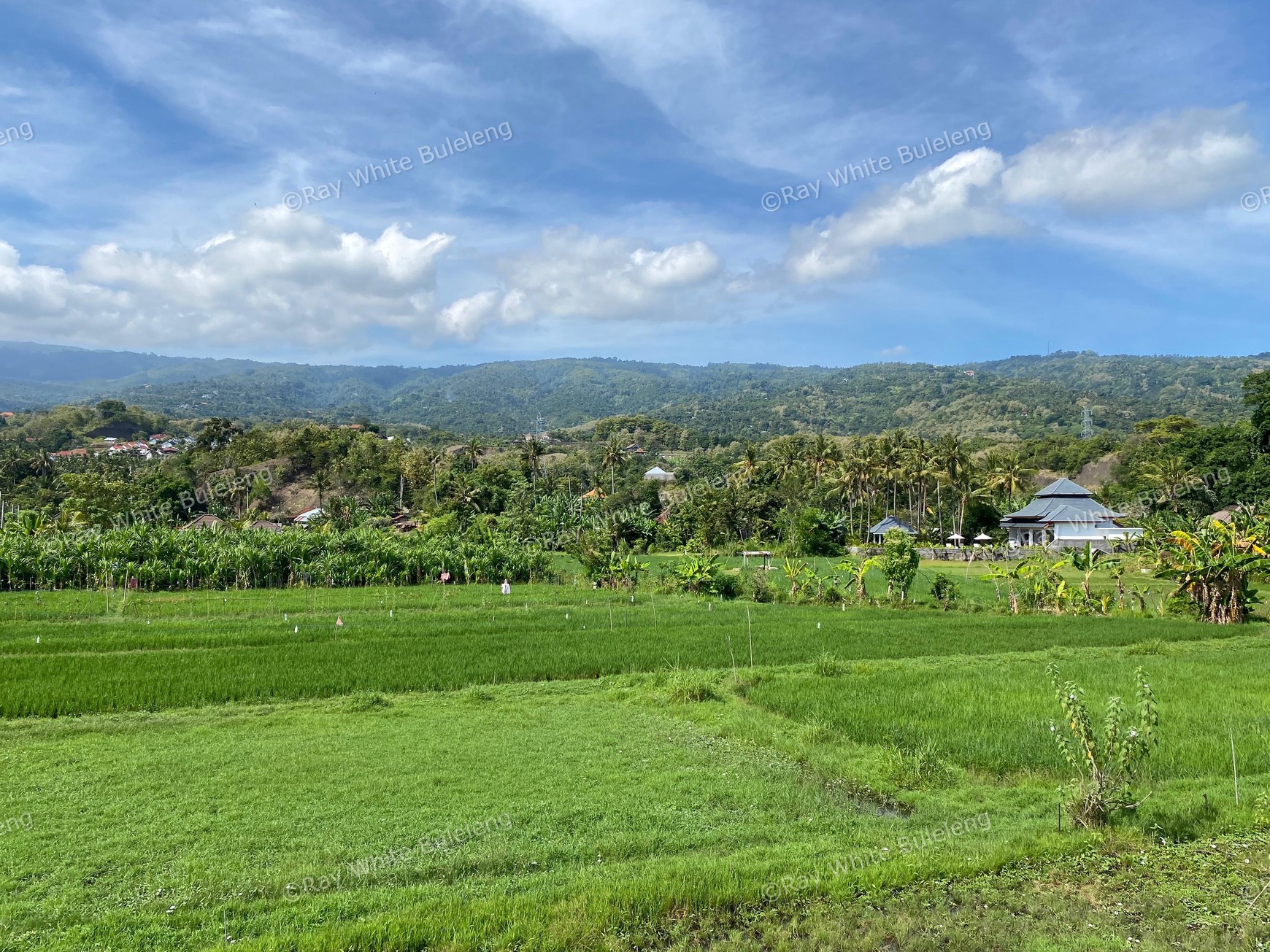 New Beautiful Rice Field Villa for Sale at Lovina