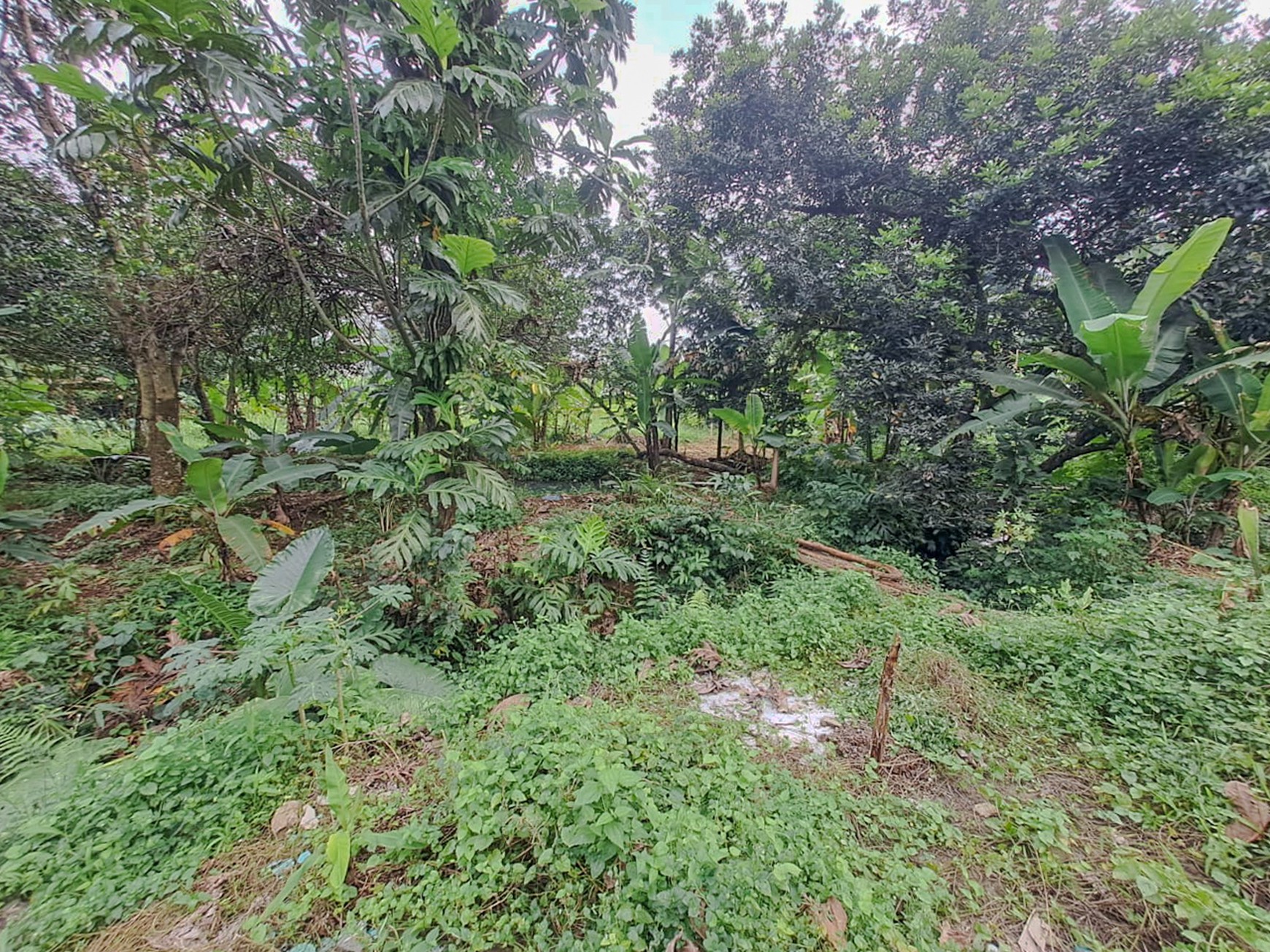TANAH KAVLING STRATEGIS DEKAT IPB DRAMAGA BOGOR, AKSES MUDAH KE SENTUL CITY