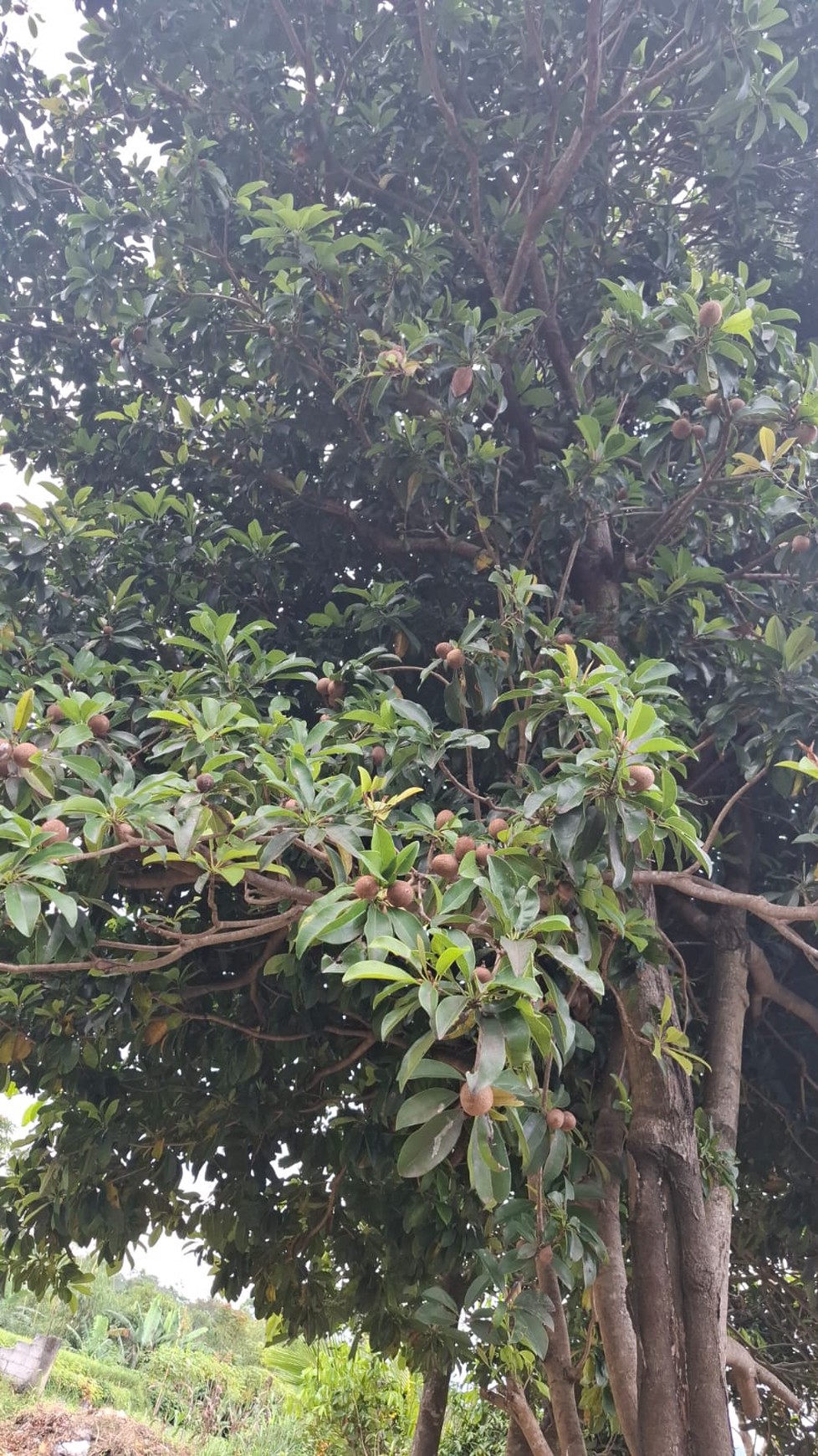 Puncak Cianjur desa talaga villa luas 1810 view pegunungan