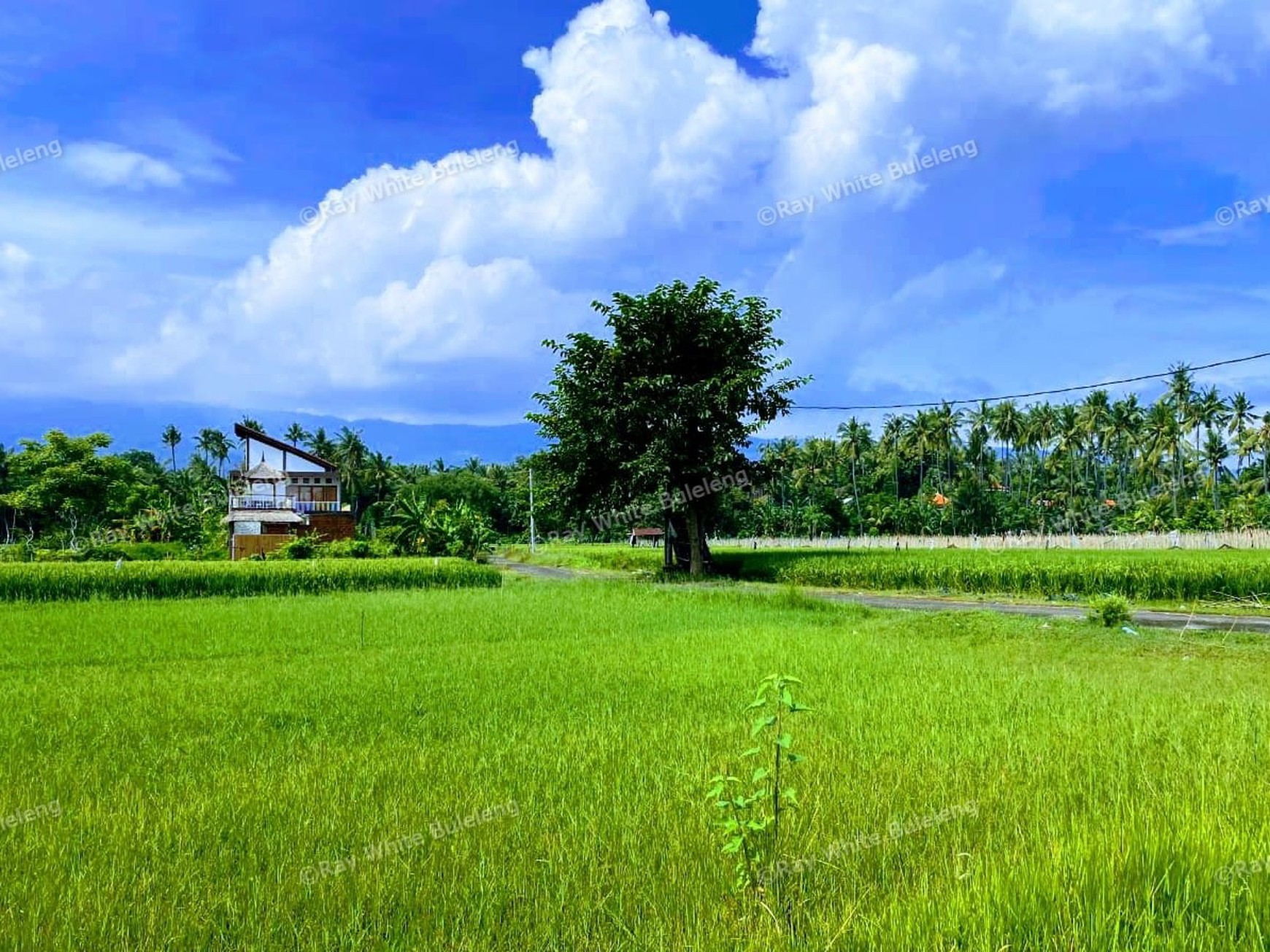 Build Your Private Paradise with Scenic Mountain & Rice Field Views in Lovina