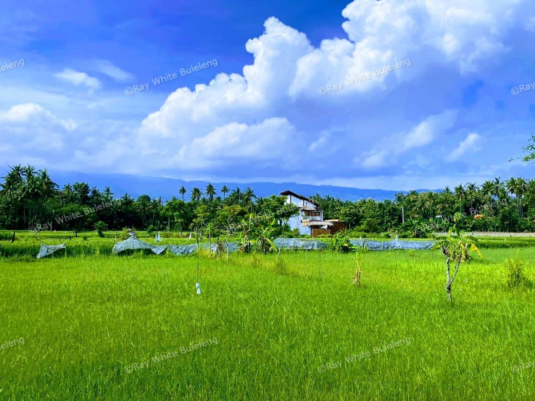 Build Your Private Paradise with Scenic Mountain & Rice Field Views in Lovina