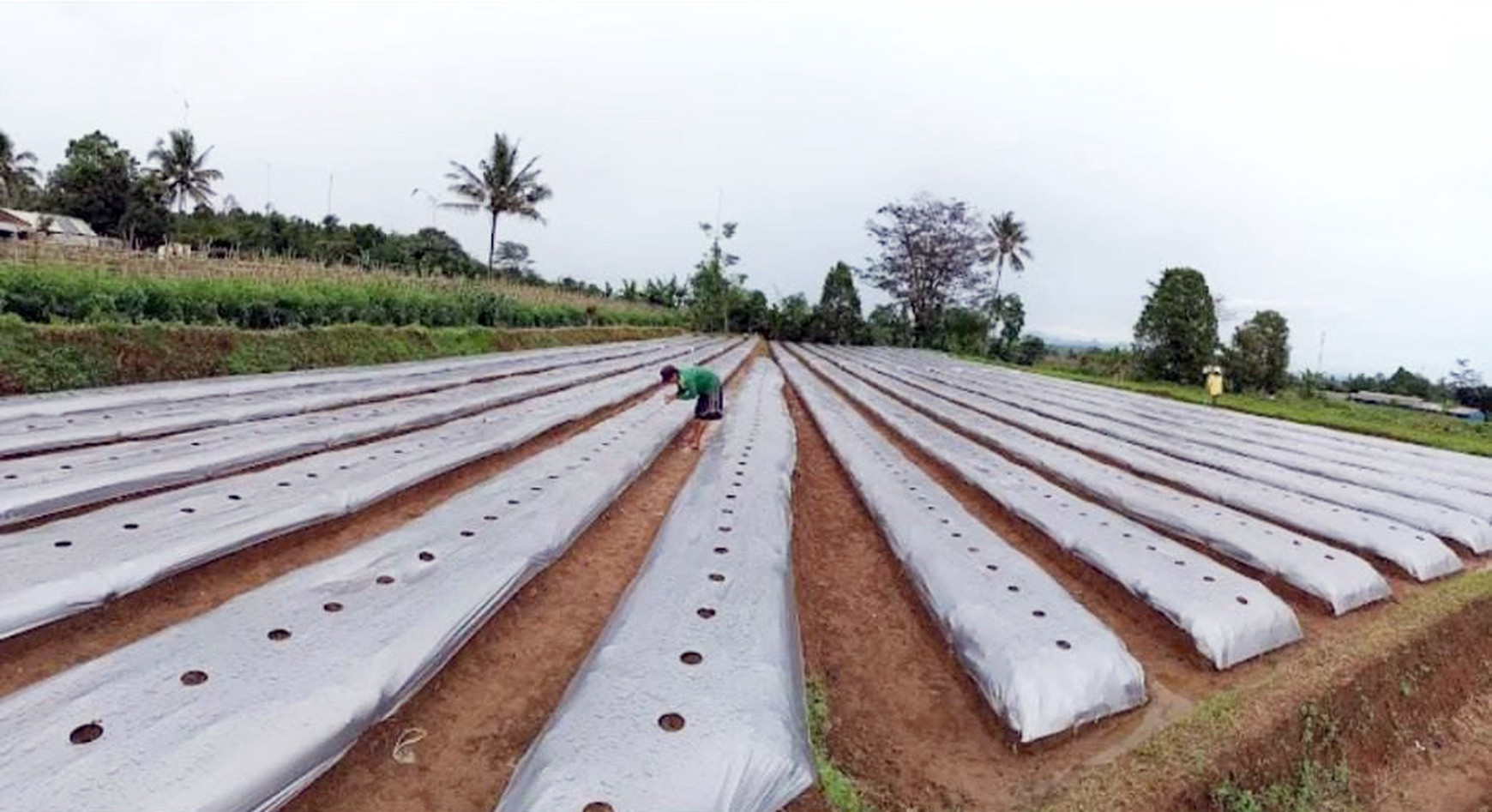 Tanah di Wanayasa Purwakarta Jawa Barat, SHM, Hadap Barat Daya... Tanah Kebun