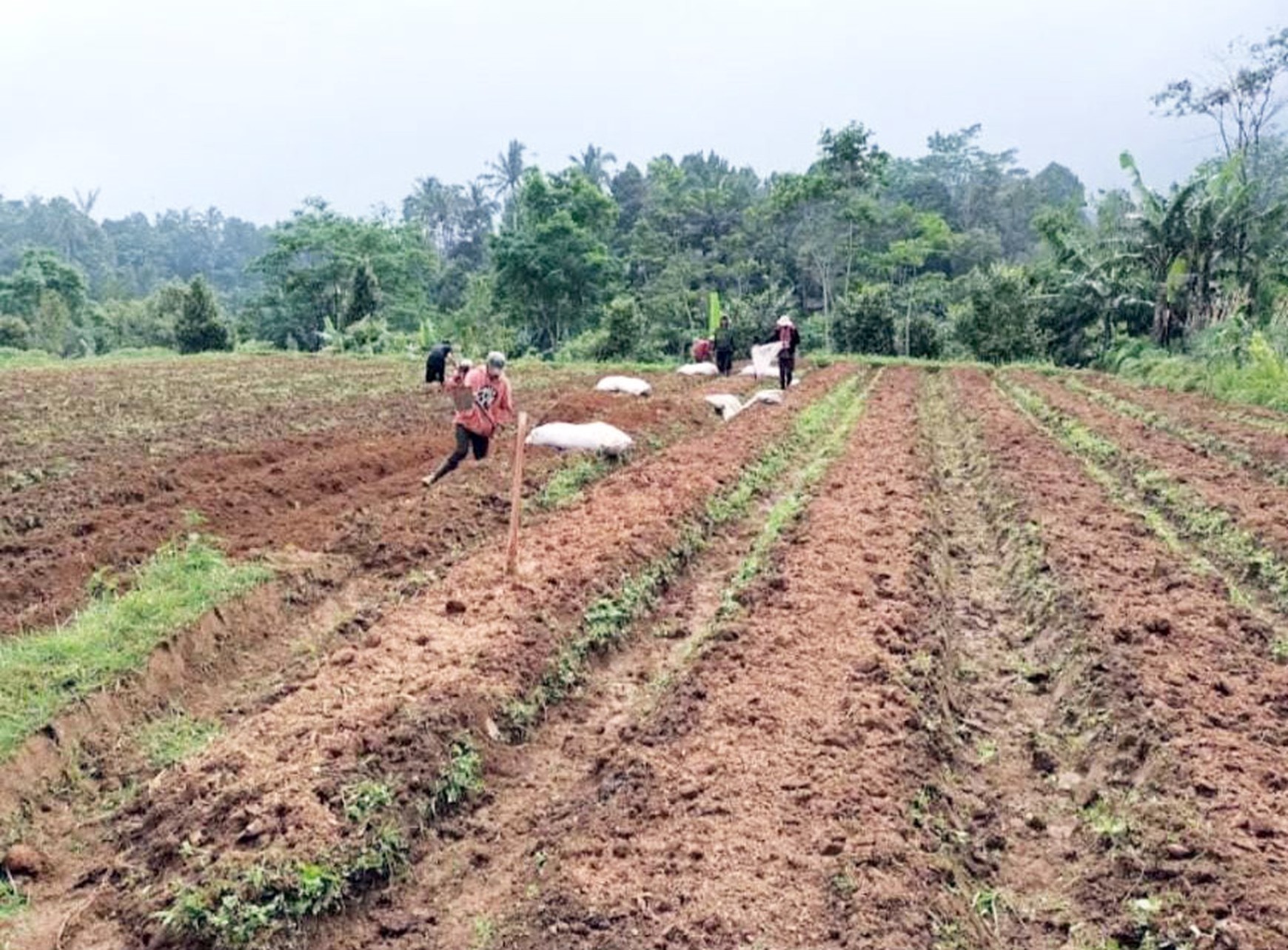 Tanah di Wanayasa Purwakarta Jawa Barat, SHM, Hadap Barat Daya... Tanah Kebun