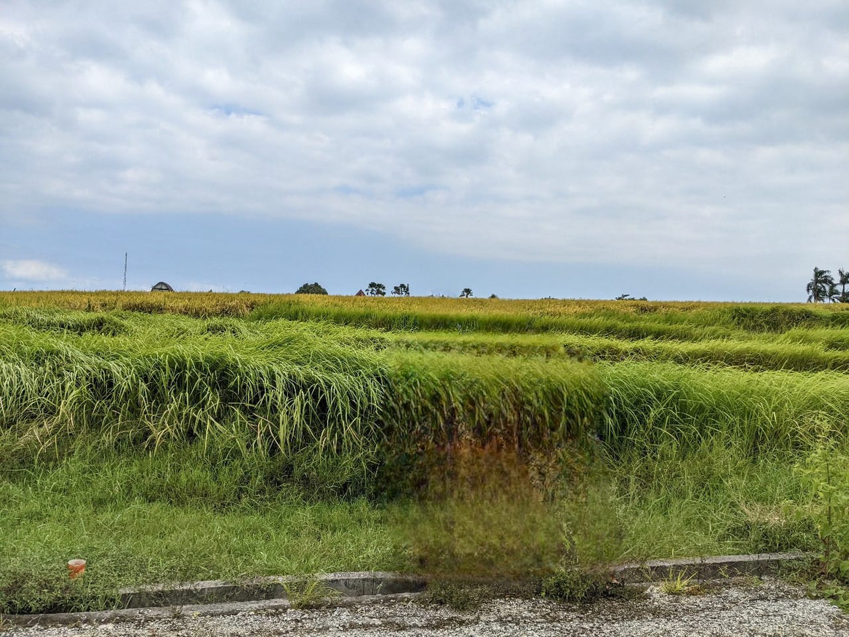 Land Freehold 405 Sqm In Beraban Tabanan