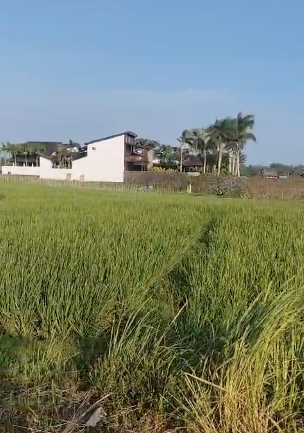 Land Freehold 100 Meter To Beach Beraban Tabanan Bali