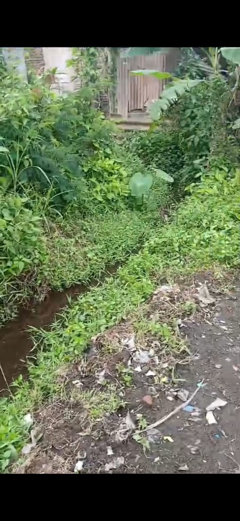 Tanah Sawah Luas 538 Meter Persegi Lokasi Triharjo Sleman 