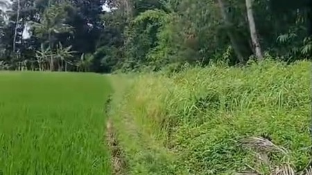Tanah Sawah Luas 538 Meter Persegi Lokasi Triharjo Sleman 