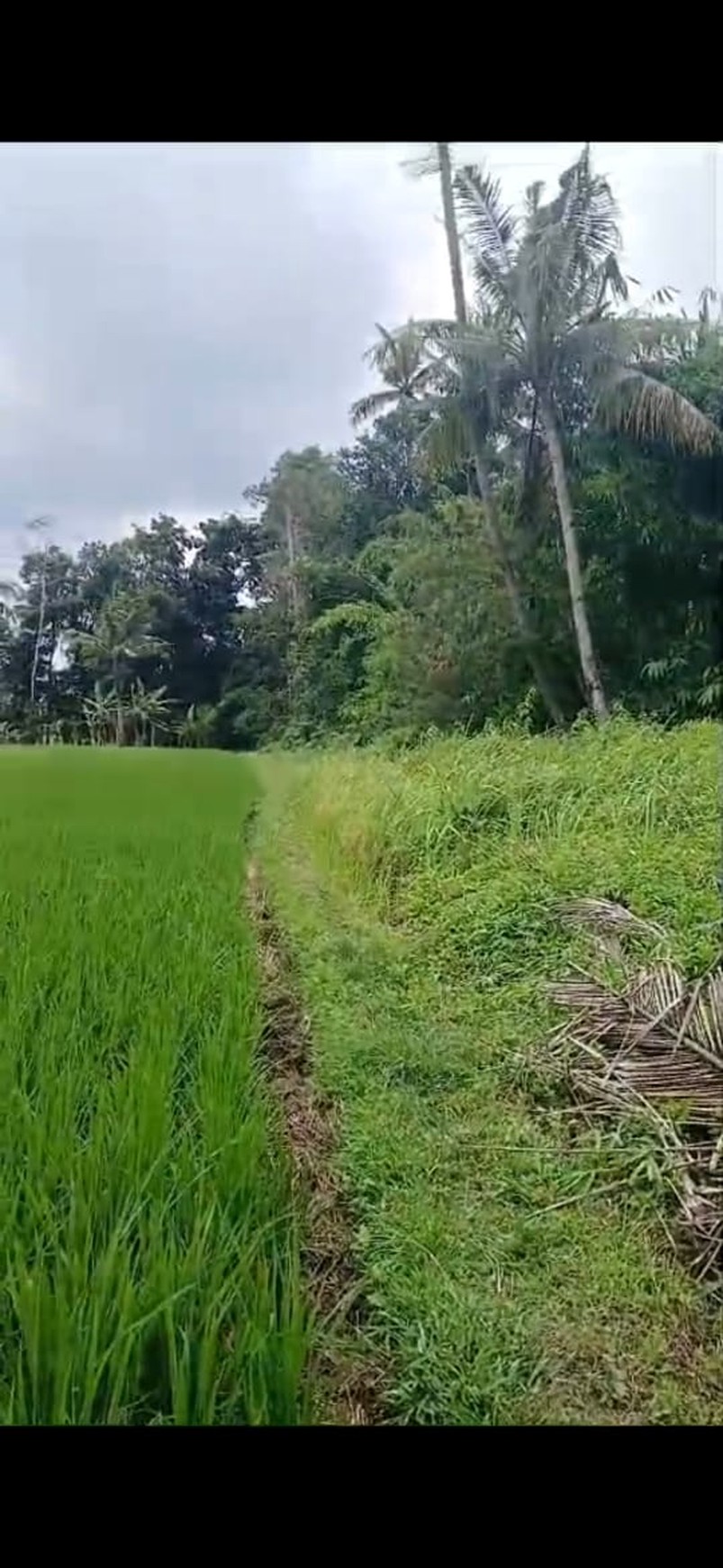 Tanah Sawah Luas 538 Meter Persegi Lokasi Triharjo Sleman 