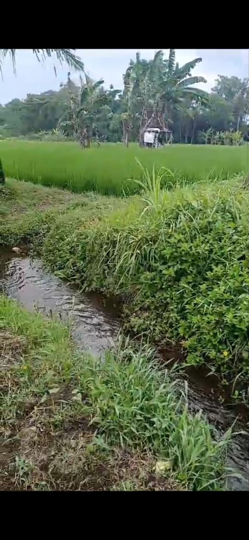 Tanah Sawah Luas 538 Meter Persegi Lokasi Triharjo Sleman 