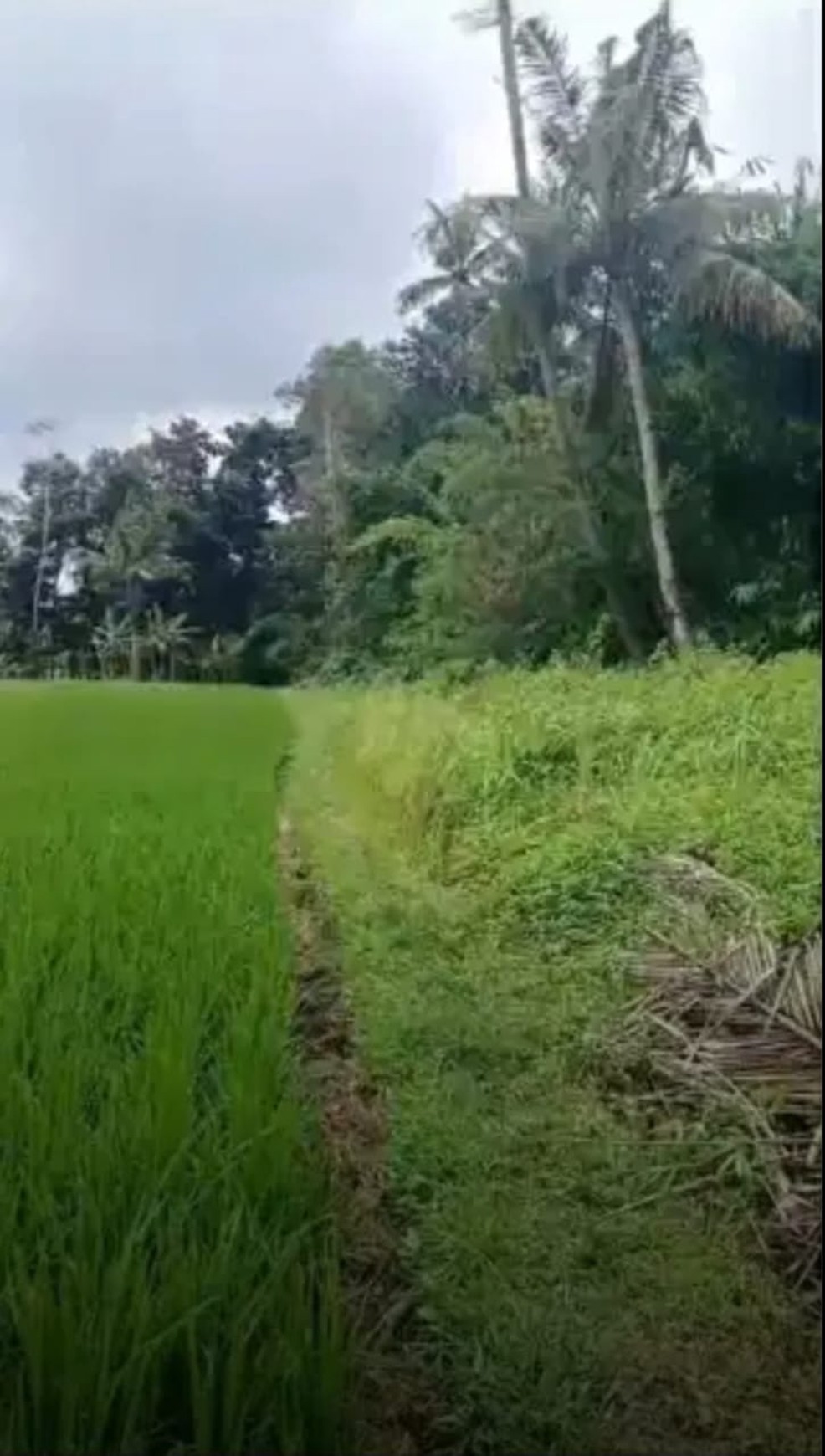 Tanah Sawah Luas 538 Meter Persegi Lokasi Triharjo Sleman 