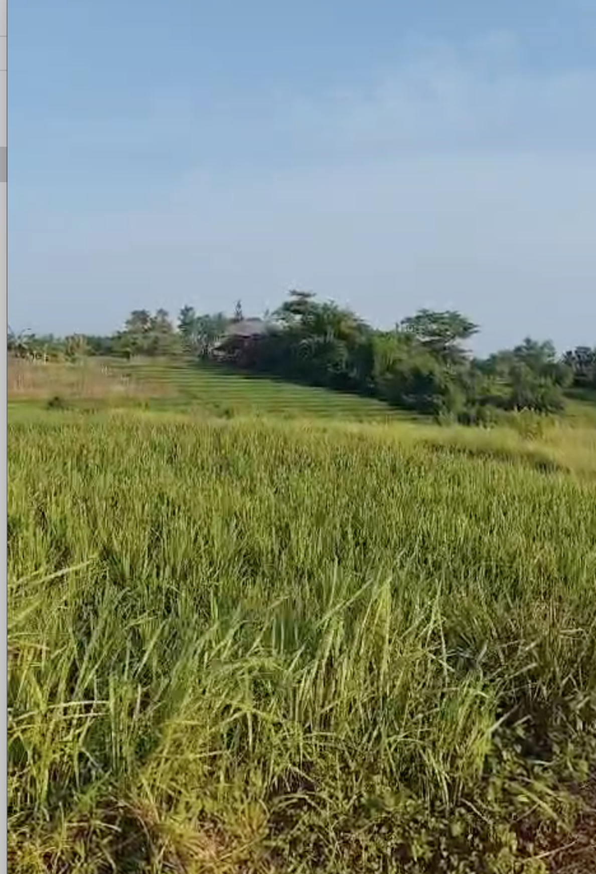 Land Freehold 100 Meter To Beach Beraban Tabanan Bali
