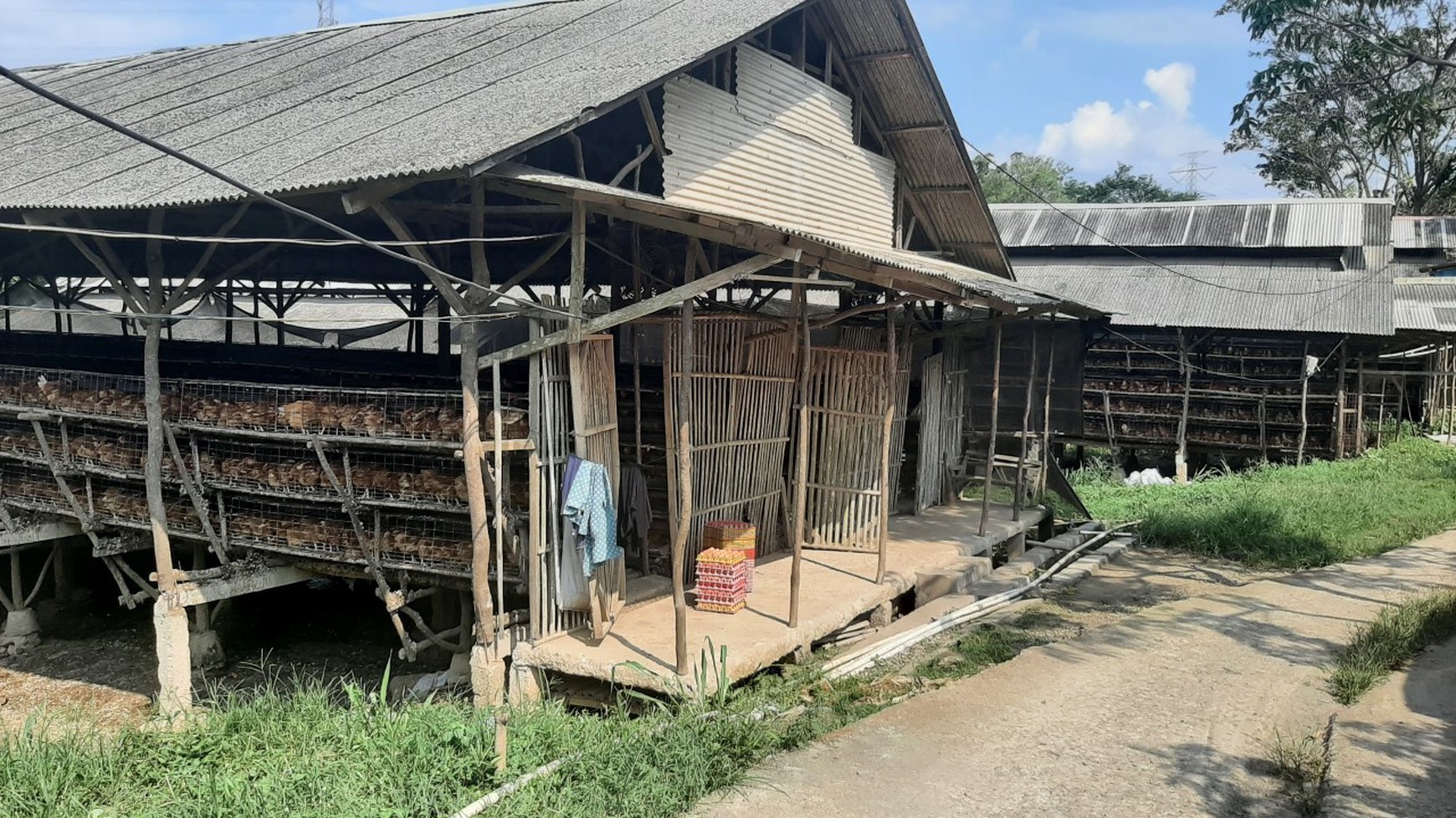 Peternakan Ayam di Bogor